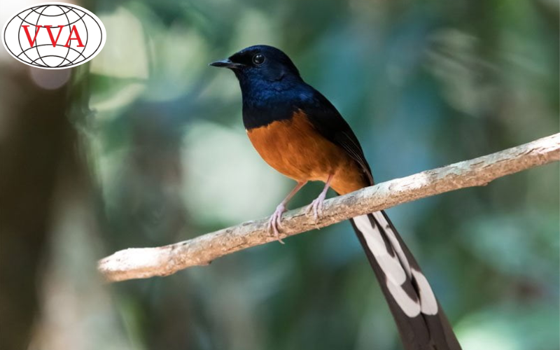 Hình 4: Chim chích choè 